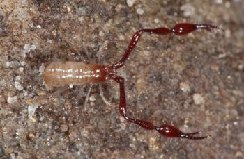 Media type: image;   Invertebrate Zoology 21577